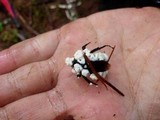 Cordyceps brongniartii image