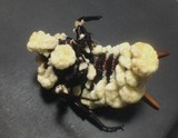 Cordyceps brongniartii image