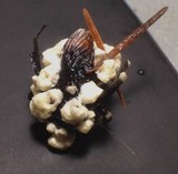 Cordyceps brongniartii image