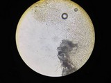 Cordyceps brongniartii image