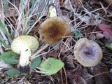 Hygrophorus hypothejus image