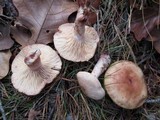 Lactarius vinaceorufescens image
