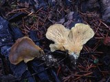 Tapinella panuoides image