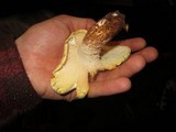 Neolentinus lepideus image