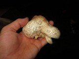 Neolentinus lepideus image