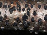 Ascodichaena rugosa image