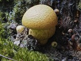 Gymnopilus giganteus image