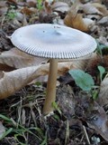 Amanita sect. Vaginatae image