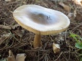 Amanita sect. Vaginatae image