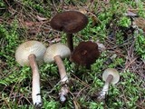 Lactarius lignyotus image