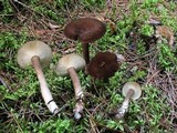 Lactarius lignyotus image