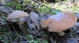 Cortinarius caperatus image