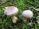 Cortinarius traganus image