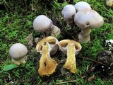 Cortinarius traganus image