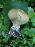 Scleroderma verrucosum image