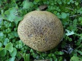 Scleroderma verrucosum image