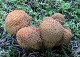 Pholiota squarrosoides image