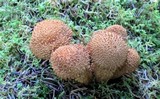 Pholiota squarrosoides image