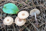 Gymnopus confluens image