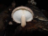 Lentinula edodes image
