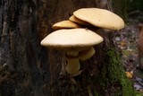 Phaeolepiota aurea image