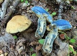 Gyroporus cyanescens image