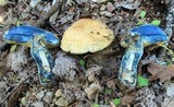 Gyroporus cyanescens image