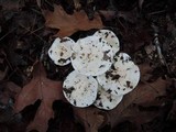 Hygrophorus sordidus image