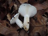 Hygrophorus sordidus image