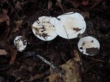 Hygrophorus sordidus image