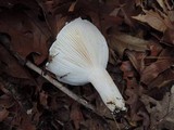 Hygrophorus sordidus image