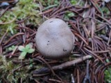 Hygrophorus morrisii image