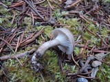 Hygrophorus morrisii image