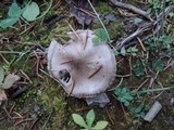 Hygrophorus morrisii image