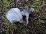 Hygrophorus morrisii image