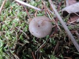 Hygrophorus morrisii image