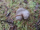 Hygrophorus morrisii image