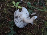 Hygrophorus morrisii image