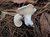 Hygrophorus ponderatus image