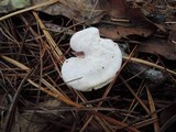 Hygrophorus ponderatus image