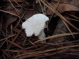 Hygrophorus ponderatus image