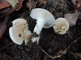 Hygrophorus roseobrunneus image