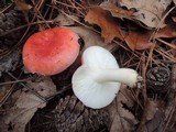 Russula silvicola image