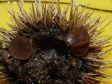 Lanzia echinophila image