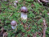 Gomphidius glutinosus image