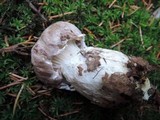 Gomphidius glutinosus image
