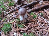 Gomphidius glutinosus image