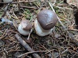 Gomphidius glutinosus image
