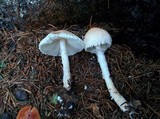 Lepiota clypeolaria image