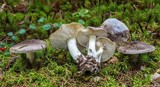 Tricholoma portentosum image